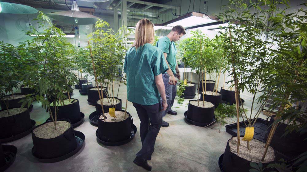 New England craft cannabis farm to deploy Salient Systems’ VMS platform