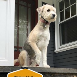 SimpliSafe honors home defenders with limited edition signage for National Dog Day